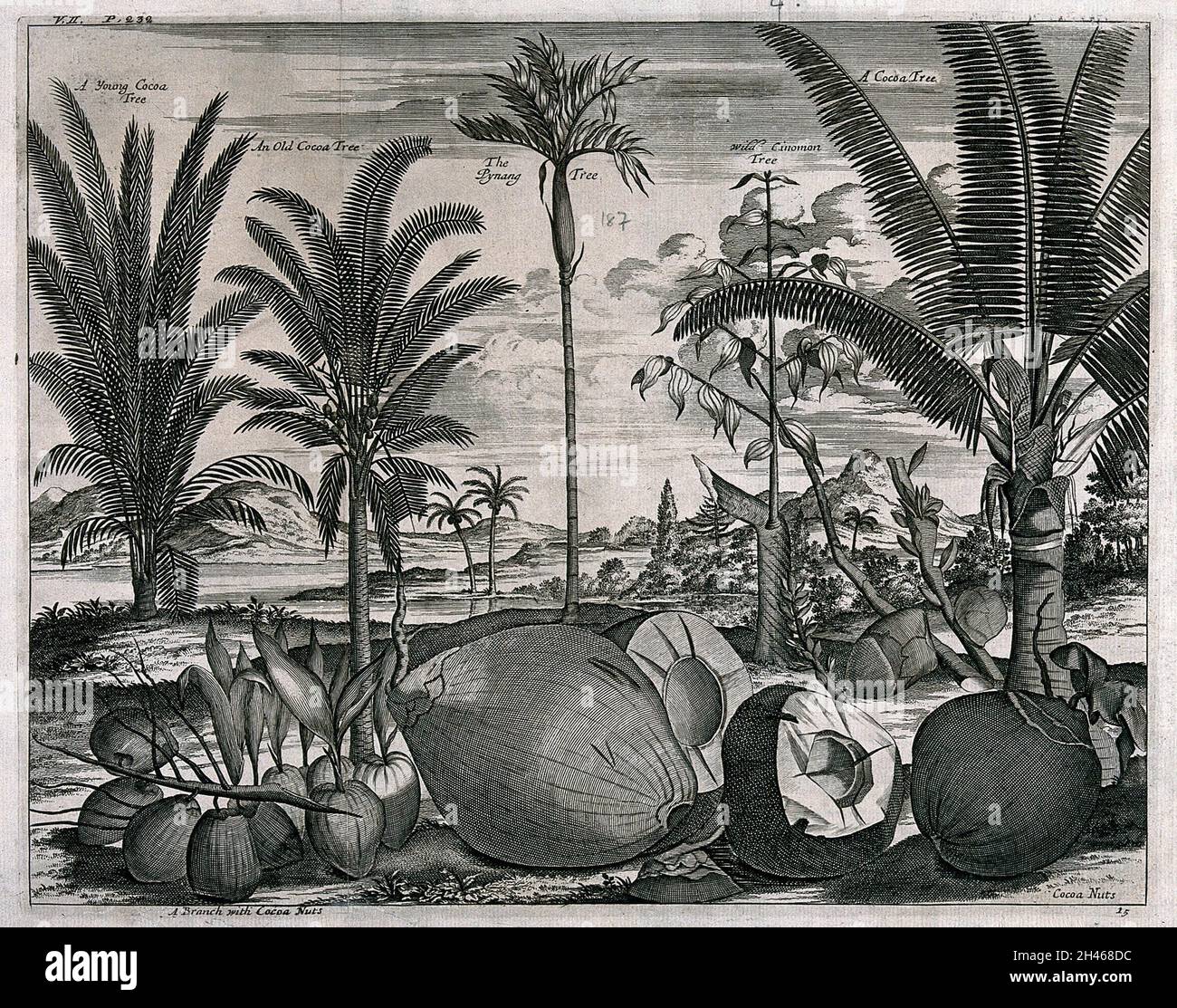 Noix de coco et arbres (Cocos nucifera), un arbre de cannelle (Cinnamomum verum) et un arbre de pinang (Areca catechu), dans un paysage tropical.Gravure de ligne après J. Nieuhoff. Banque D'Images