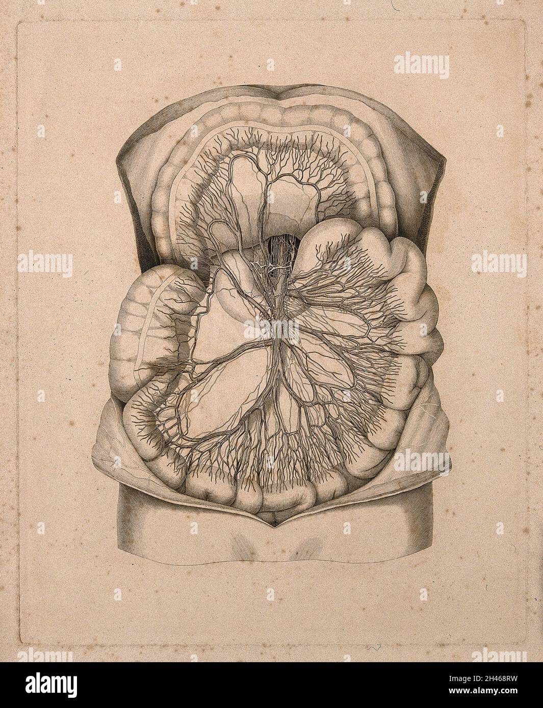 Contenu de la cavité abdominale.Gravure de ligne. Banque D'Images