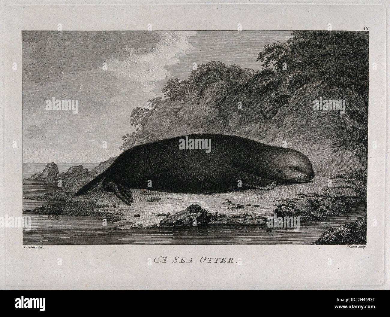 Une loutre de mer sur une rive; rencontré par le capitaine Cook lors de son troisième voyage (1777-1780) gravure par P. Mazell après J. Webber, 1780/1785. Banque D'Images