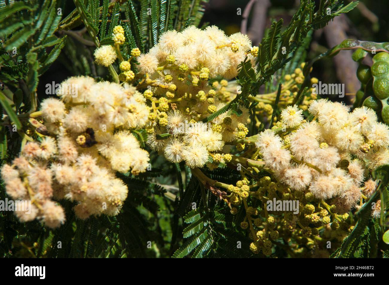 Acacia mearnsii, larmoiement noir, au parc régional You Yangs, Victoria, Australie Banque D'Images
