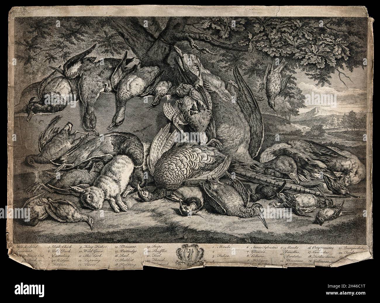 Animaux de gibier, oiseaux et sauvagine (23 variétés), morts au sol sous un chêne, dans un cadre pastoral.Gravure, par G. Van der Gucht après P.A. Rysbrack (?), 1750/1770? Banque D'Images