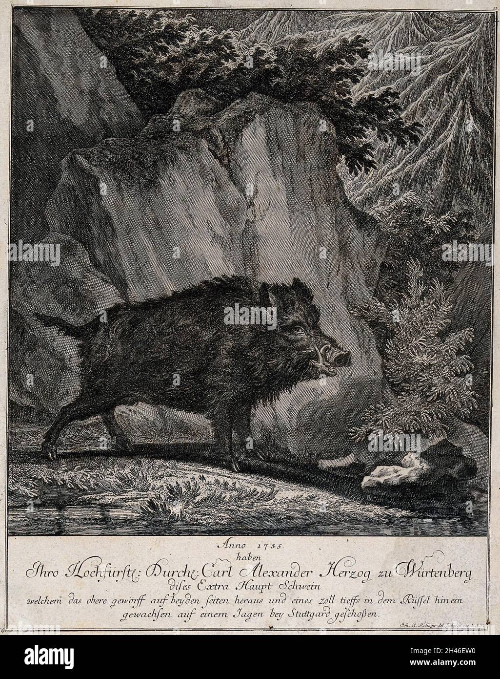 Un sanglier debout dans une forêt défrichement devant un rocher.Gravure par J. E. Ridinger. Banque D'Images