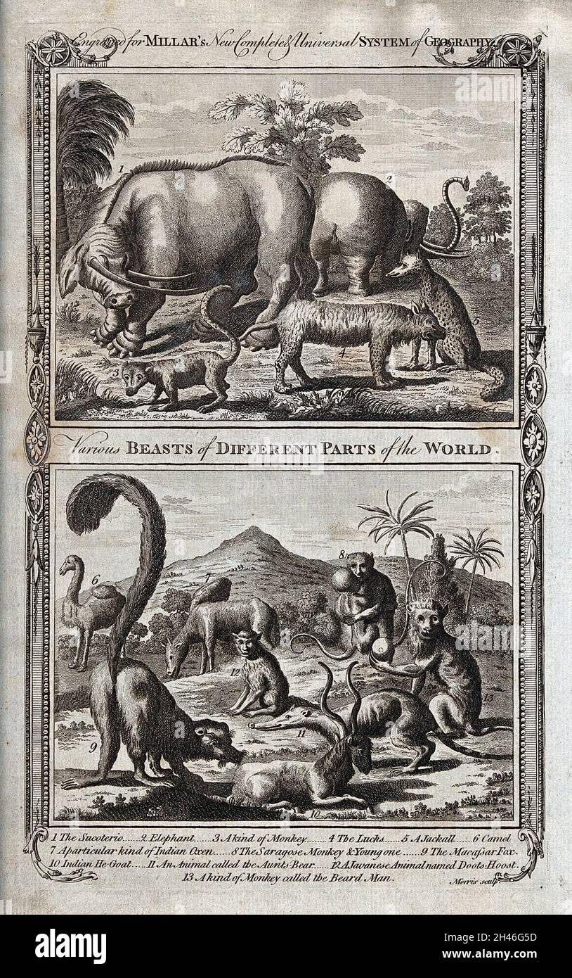 Animaux de différentes régions du monde, dont un éléphant, un lynx, un chameau et un jackall.Gravure par T. Morris. Banque D'Images