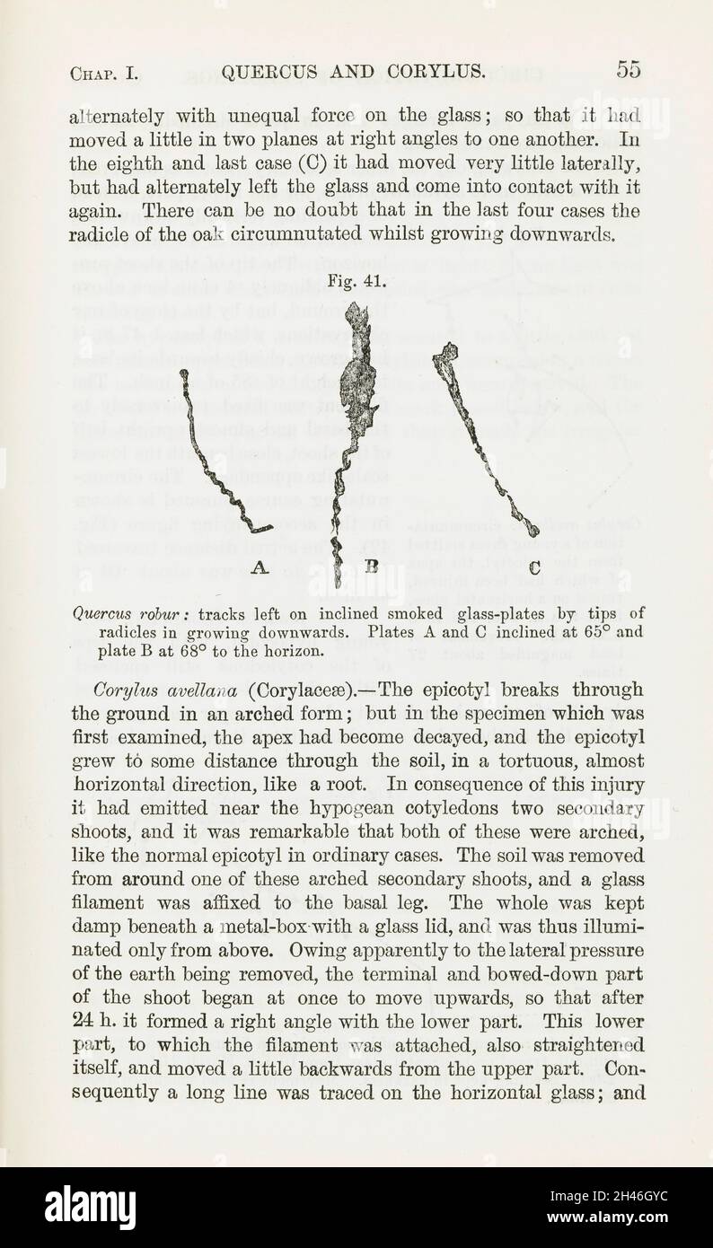 Illustrations du ch. 1 'Quercus and Corylus', à Darwin... Banque D'Images