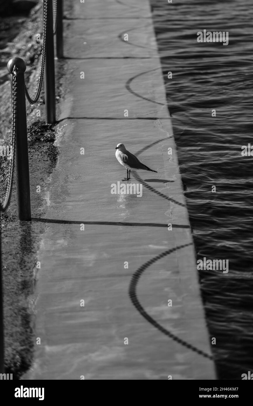 Piscines de Bronte Beach et surf Banque D'Images