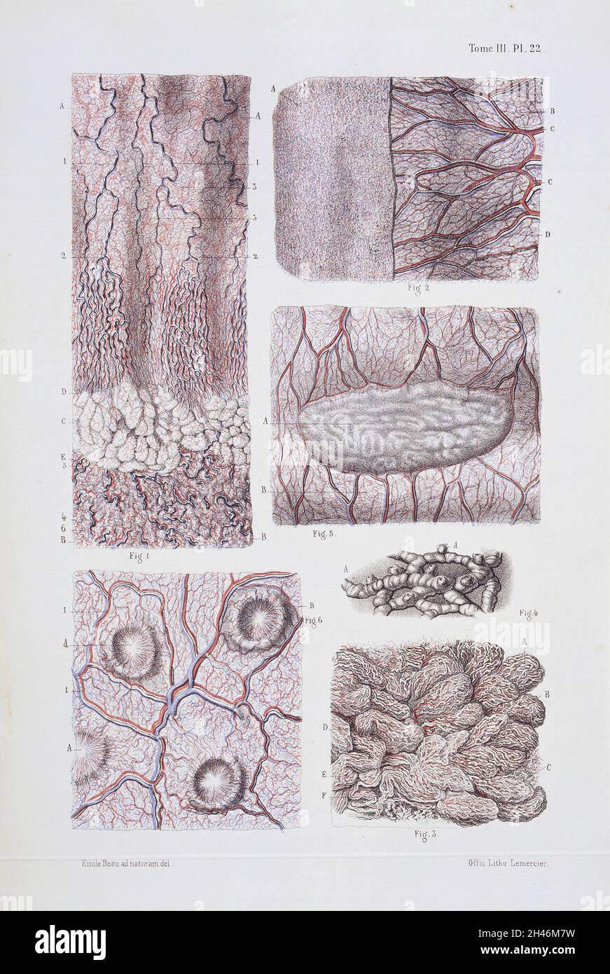 Structure du tissu de l'oesophage, de l'estomac et des intestins. Banque D'Images