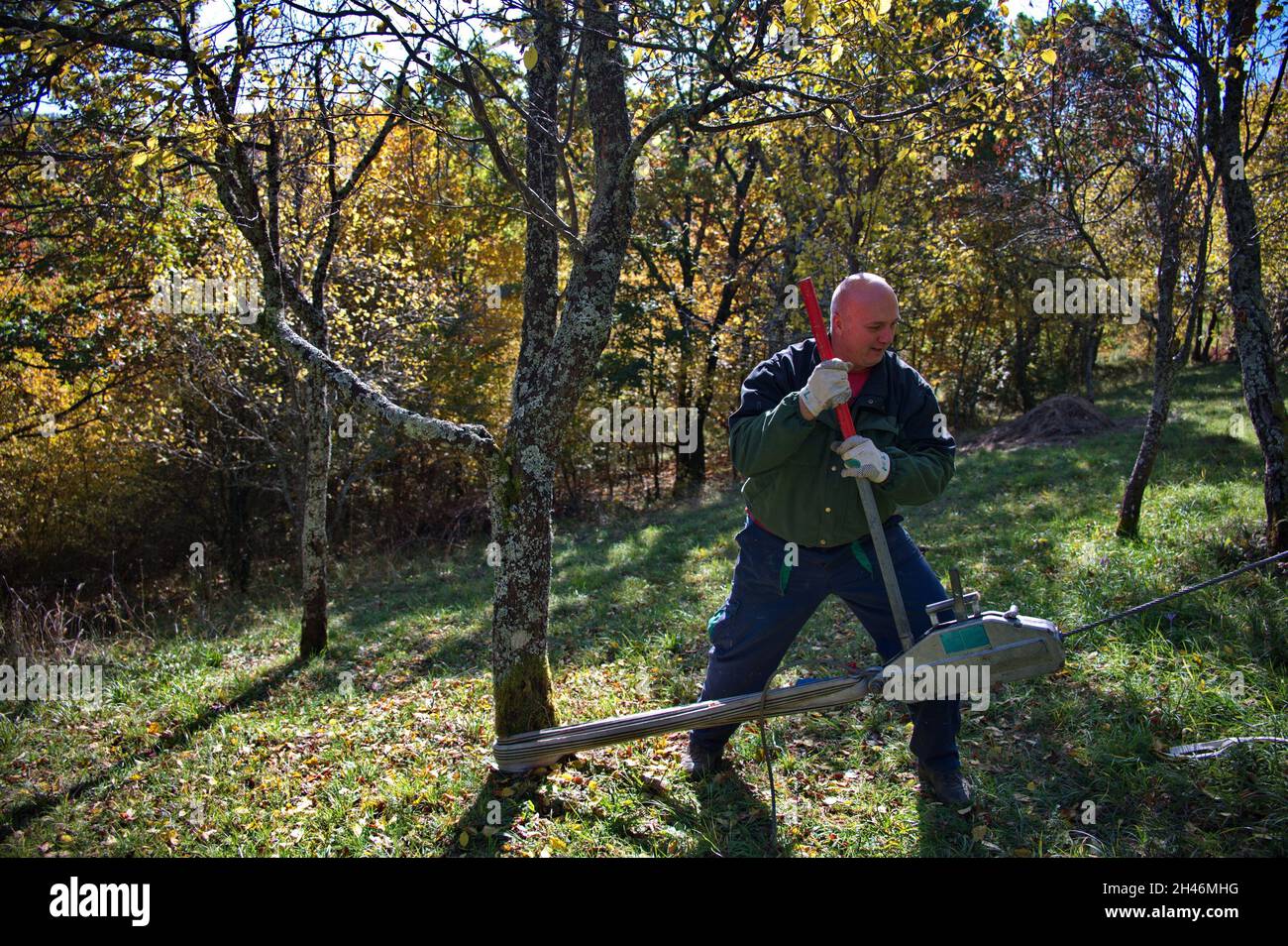 Homme utilisant l'équipement pour tirer le tronc d'arbre tout en coupant l'arbre Banque D'Images