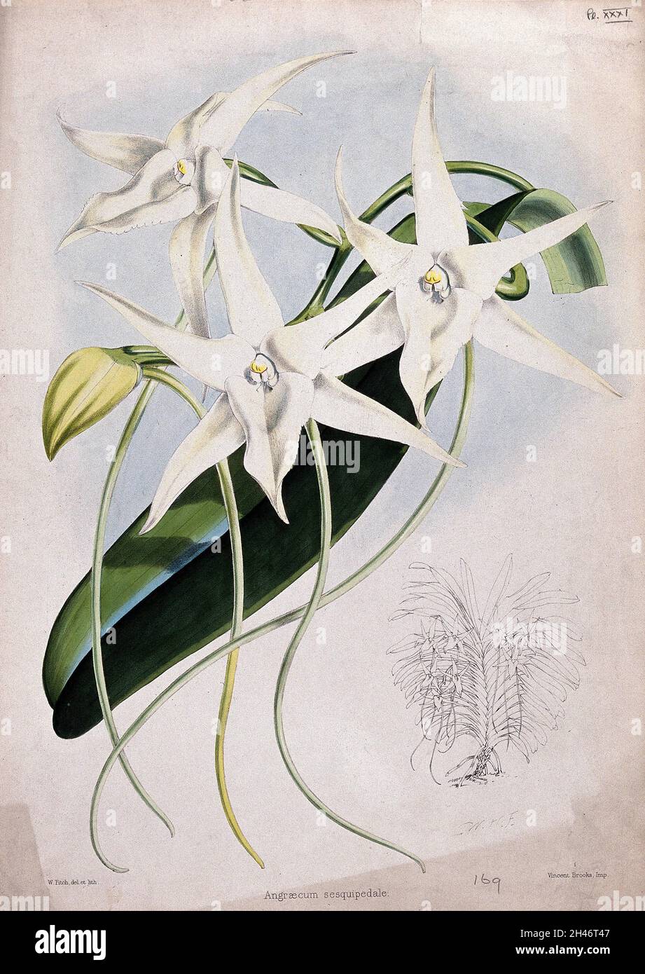 Une orchidée (Angraecum sesquipedale Thouars) : fleurs, feuille et petit contour de toute la plante.Lithographie colorée par W. Fitch, c.1862, après lui. Banque D'Images