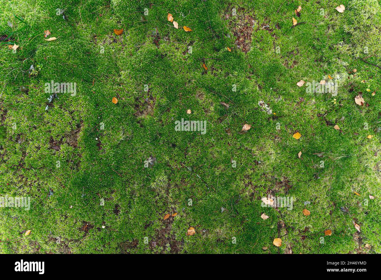 Arrière-plan Moss.Surface de mousse verte dans la forêt.Biodiversité et forêt végétale.Photo de haute qualité Banque D'Images
