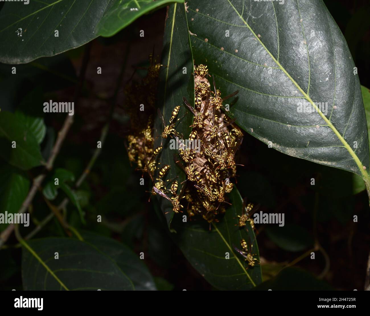 Le papier de jaquette jaune de l'est a ruche dans un arbre de plantes à feuilles vertes, groupe de hornet européen ou Vespa commun en forêt, bandes jaunes et noires sur l'insecte Banque D'Images