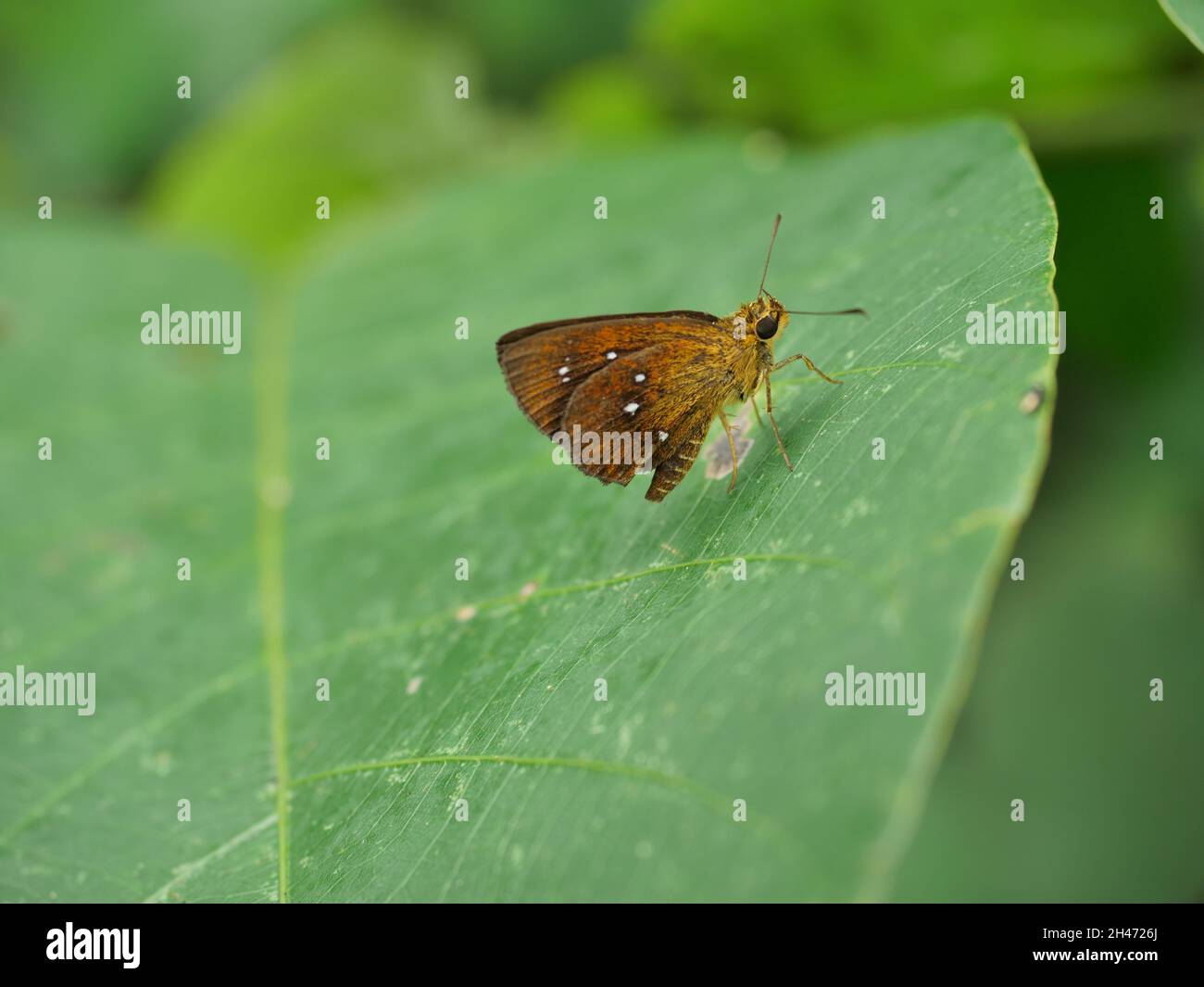 Bob de châtaignier papillon sur feuille avec fond vert naturel, taches blanches sur l'aile brune de l'insecte Banque D'Images