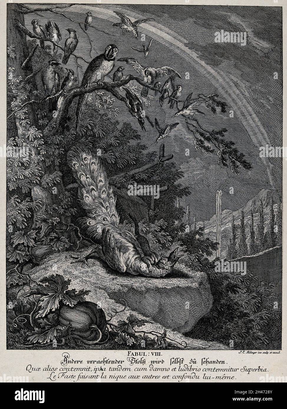 Un paon est mordu à la mort par une belette avec une foule effrayante d'oiseaux regardant la scène éprouvante de la sécurité de l'arbre.Gravure par J. E. Ridinger. Banque D'Images