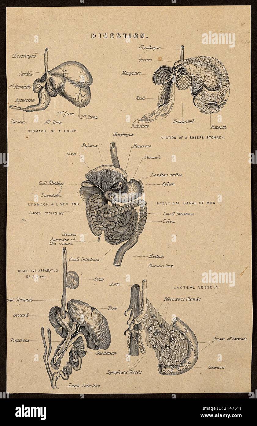 Le système digestif: Cinq chiffres, y compris l'estomac d'un mouton, l'estomac, le foie et le canal intestinal de l'homme, l'appareil digestif d'une volaille et les vaisseaux lactés.Gravure de ligne, env.1850. Banque D'Images