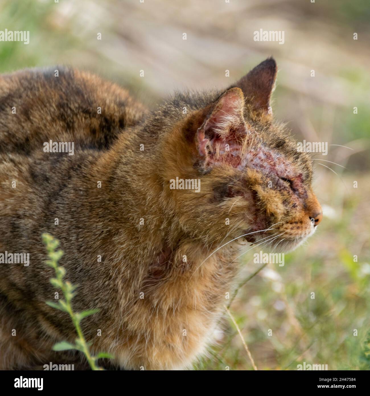 Chat De La Gale Banque De Photographies Et D Images A Haute Resolution Alamy