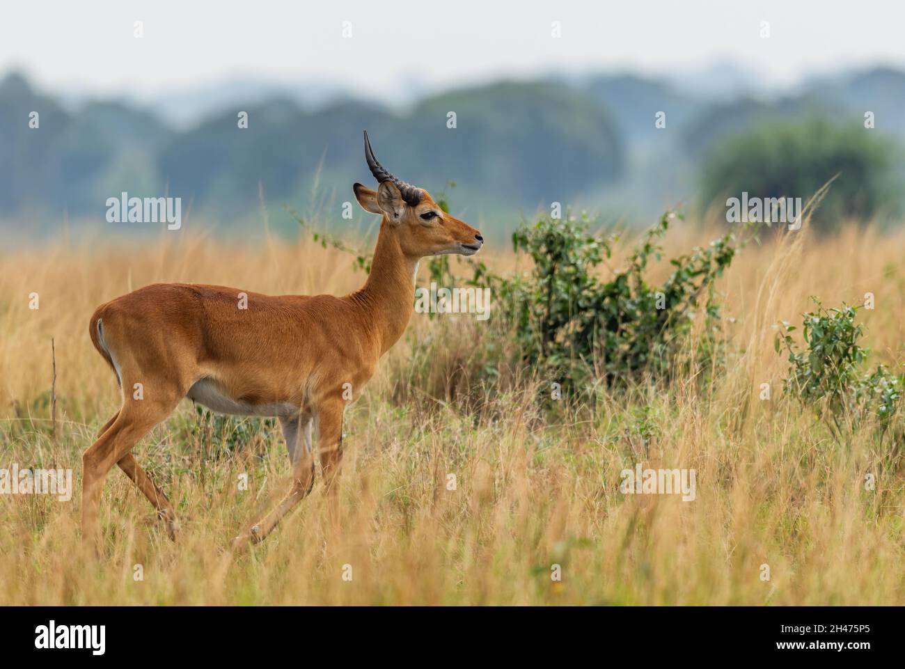 Kob ougandais - Kobus kob thomasi, magnifique petit antilope de la savane africaine, Parc national de la Reine Elizabeth, Ouganda. Banque D'Images