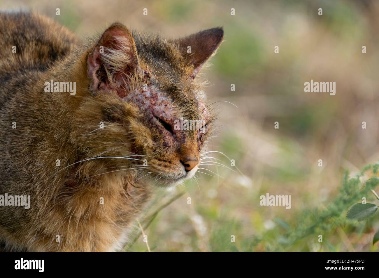 Un Chat Europeen Avec La Mange Notoedrique Egalement Connu Sous Le Nom De Gale Feline Photo Stock Alamy