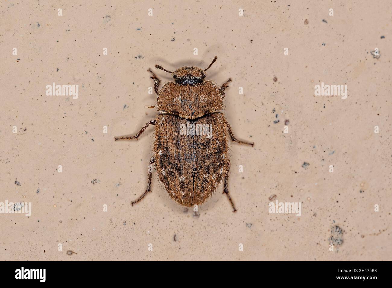 Bétle de Darkling adulte de la famille des Tenebrionidae Banque D'Images