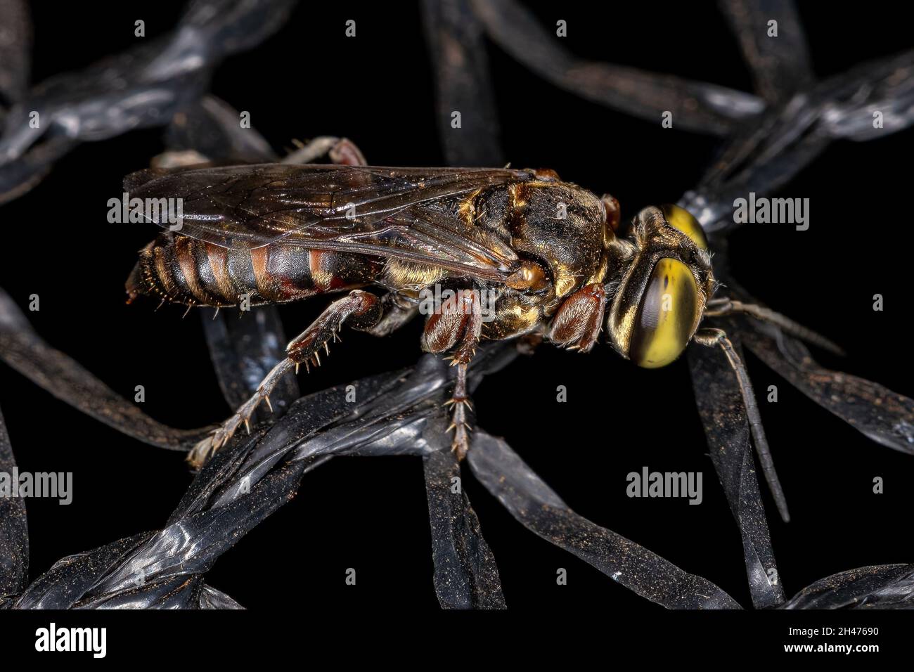 Guêpe adulte du genre Tachytes Banque D'Images