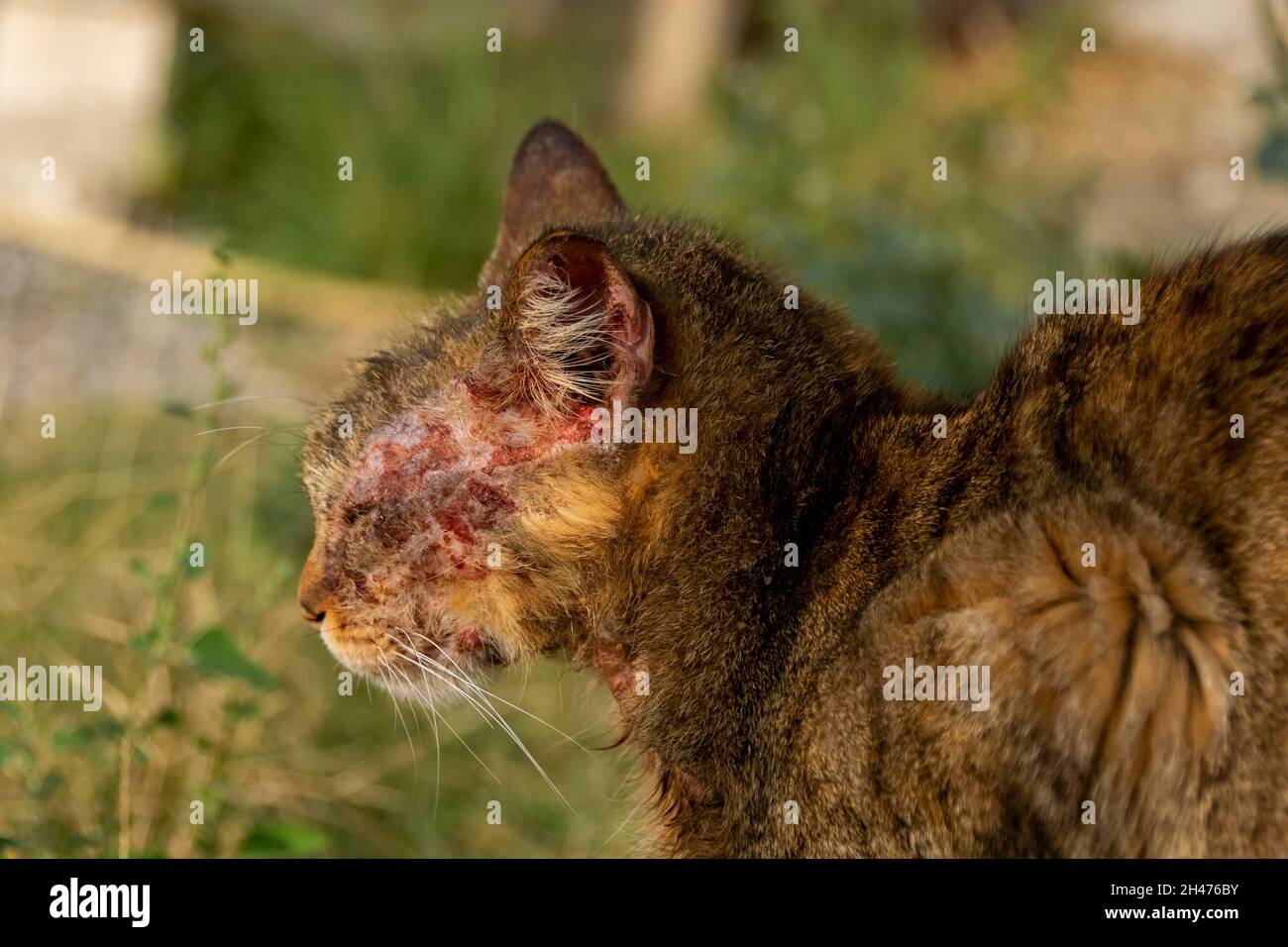 Un Chat Europeen Avec La Mange Notoedrique Egalement Connu Sous Le Nom De Gale Feline Photo Stock Alamy