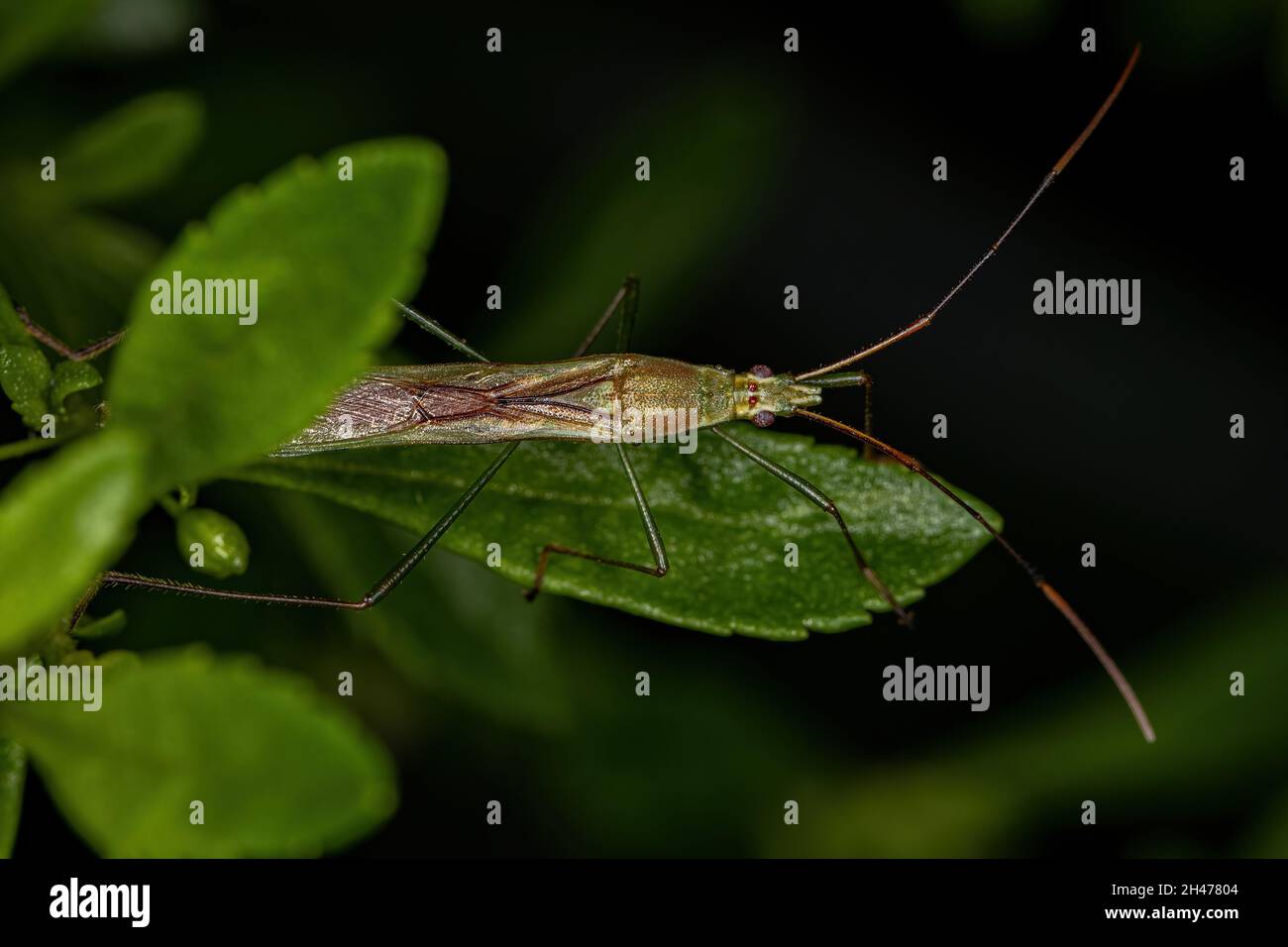 Insecte adulte du riz du genre Stenocoris Banque D'Images