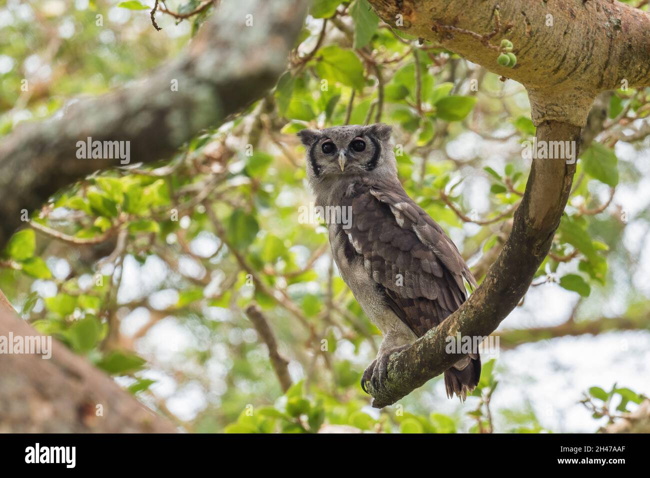 Hibou de l'aigle de Verreaux - Bubo lacteus, portrait d'un grand hibou des forêts et des terres boisées africaines, Kenya. Banque D'Images