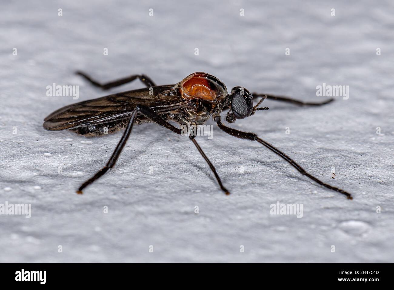 Insecte adulte mâle du genre Plecia Banque D'Images