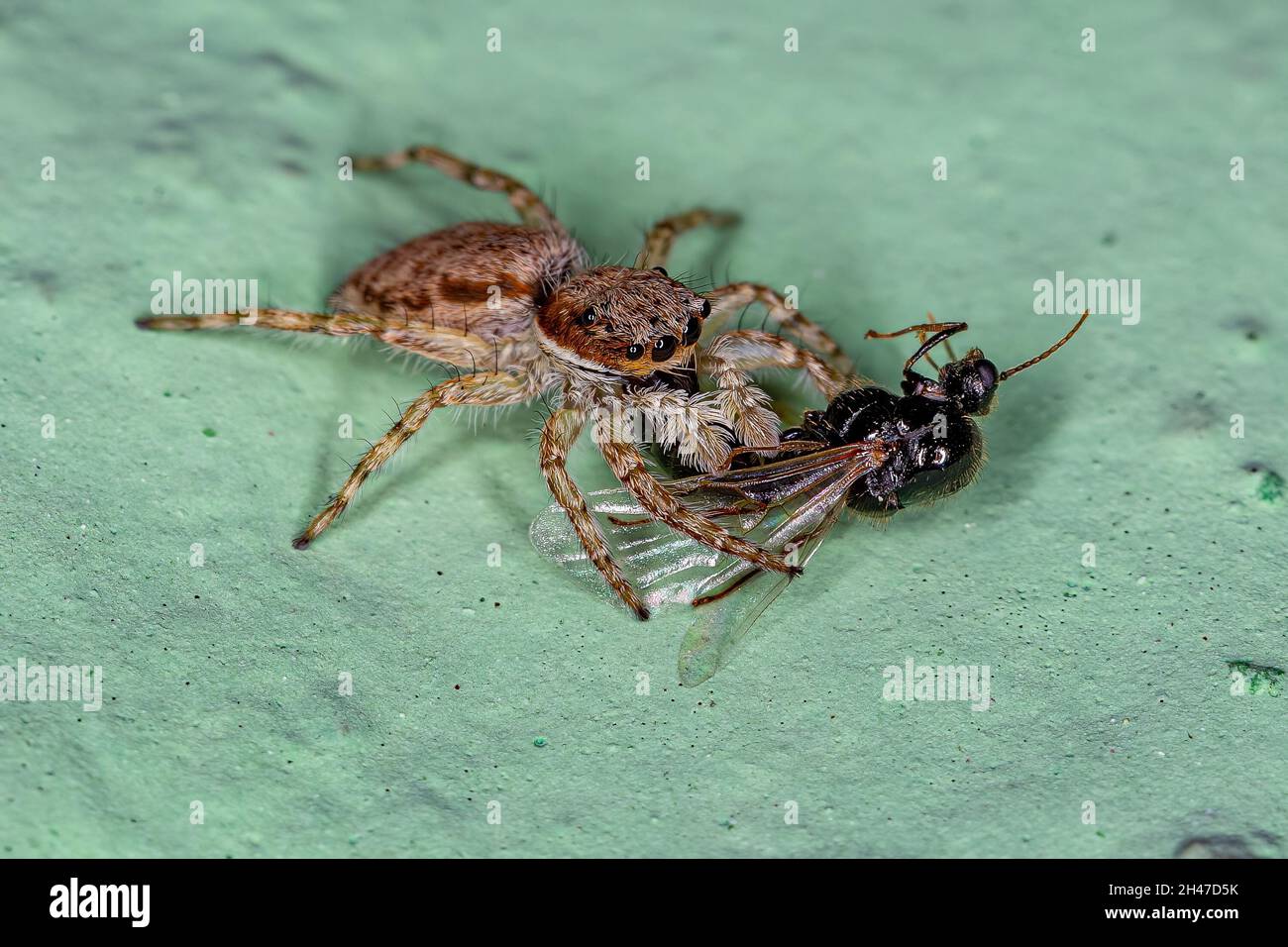 Petite araignée de saut de mur gris de l'espèce Menemerus bivittatus qui se joue sur un fourmis à ailes Banque D'Images