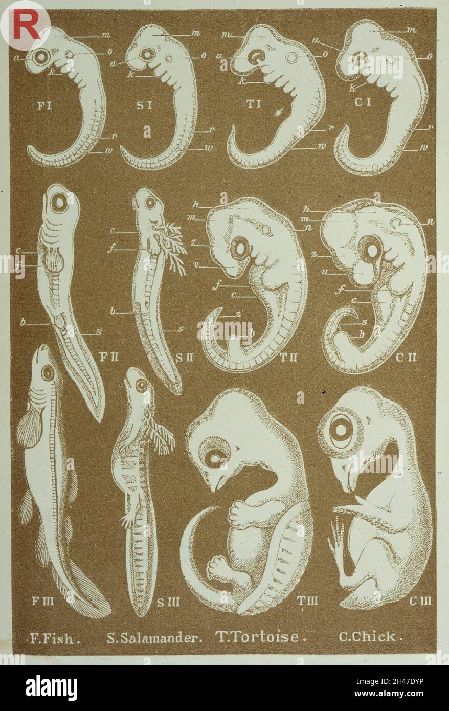 L'évolution de l'homme de Haeckel.Cette plaque représente les embryons de deux des vertébrés inférieurs et de deux des vertébrés supérieurs en trois étapes différentes: D'un poisson (F); d'un amphibien (salamandar,S); d'un reptile (tortue,T); et d'un oiseau (poussin,A). Banque D'Images