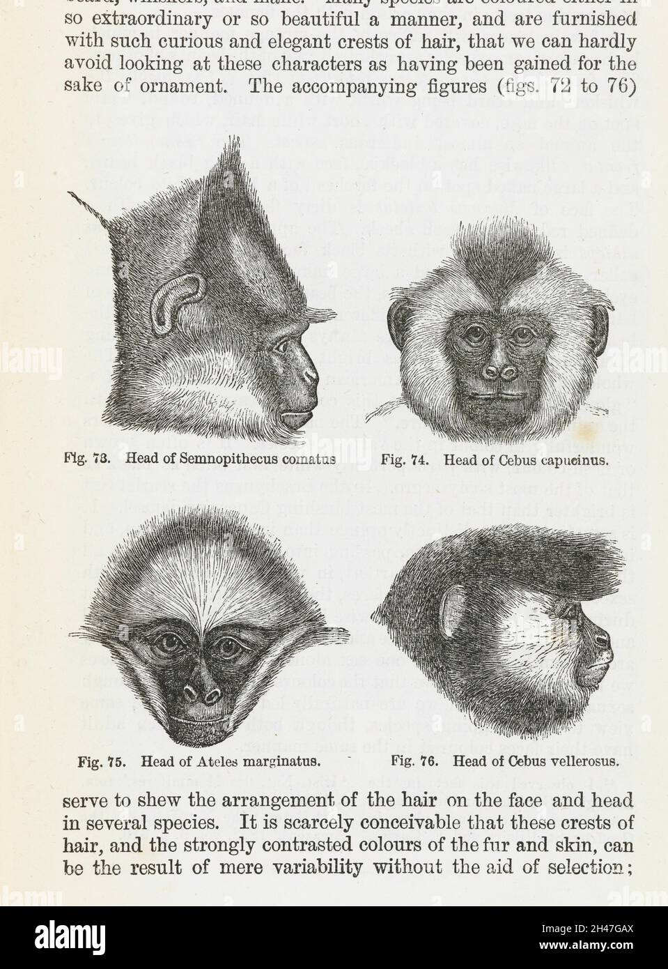Illustration montrant les têtes de quatre primates.De 'la descente de l'homme...', par Charles Darwin Banque D'Images