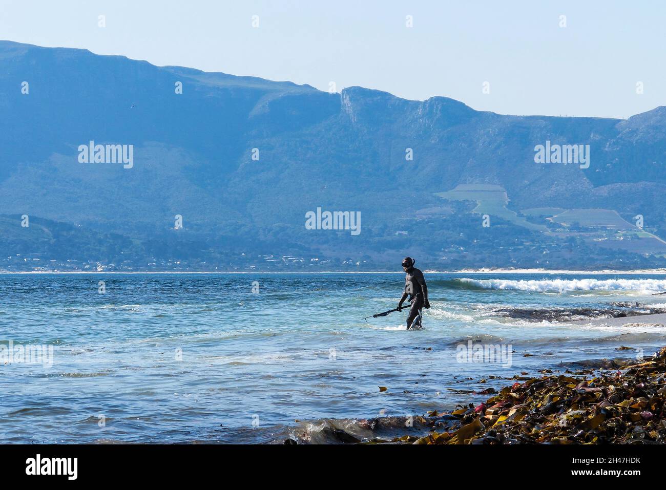 Un homme portant une combinaison et tenant un fusil de lance marche dans la mer à une plage dans le Cap occidental, en Afrique du Sud Banque D'Images