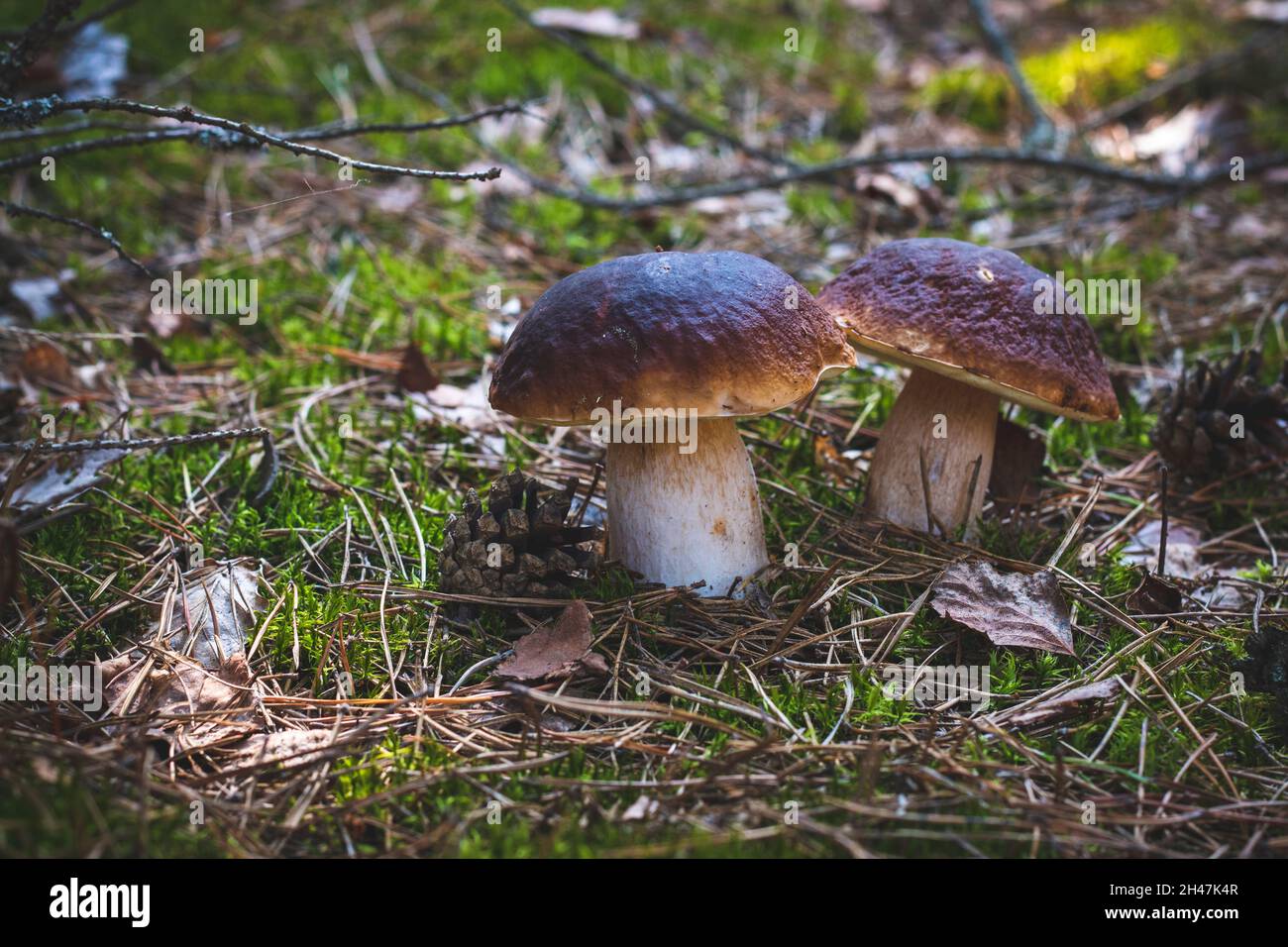 deux champignons porcini comestibles poussent Banque D'Images
