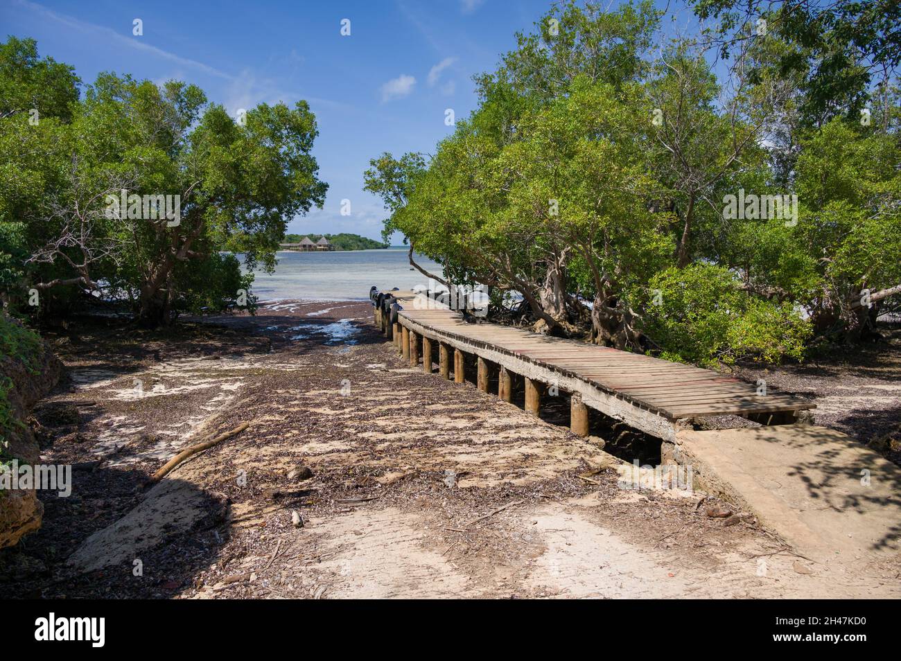 Jetée en bois bordée de mangroves (Rhizophora mucronata) à marée basse, Kenya, Afrique de l'est Banque D'Images