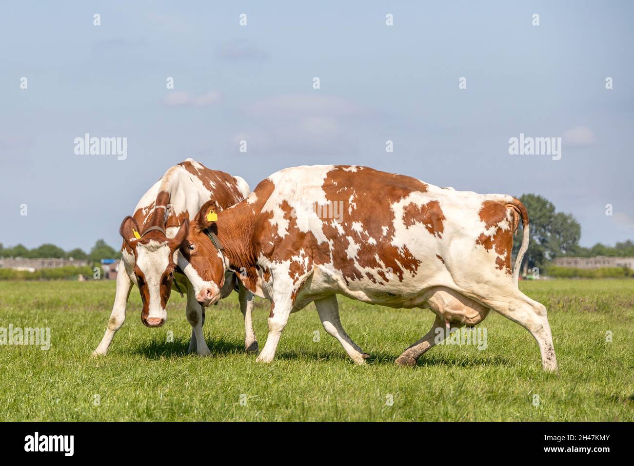 Deux vaches se battant, affrontant des têtes en colère ou jouant en rompant, ensemble dans un pâturage sous un ciel bleu Banque D'Images