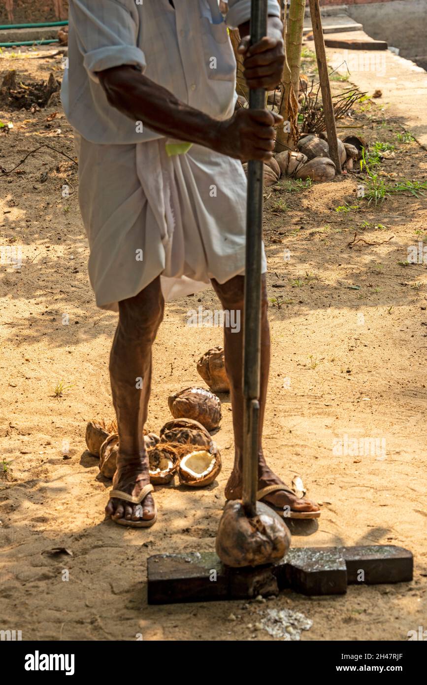Un employé d'un hôtel indien utilisant un long outil à trancher, en fractionnant de vieilles huttes de noix de coco avant de hacher en petites tranches à la ferme de Philipkutty, une vacances de luxe Banque D'Images
