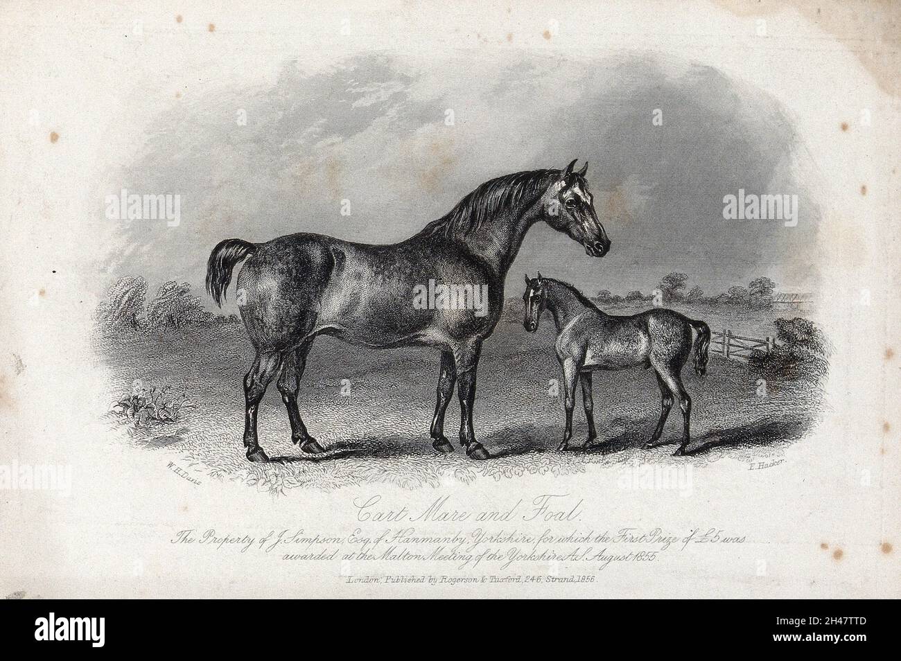 Une jument de chariot et son poulain debout dans un enclos.Gravure par E. Hacker après W. H. Davis. Banque D'Images