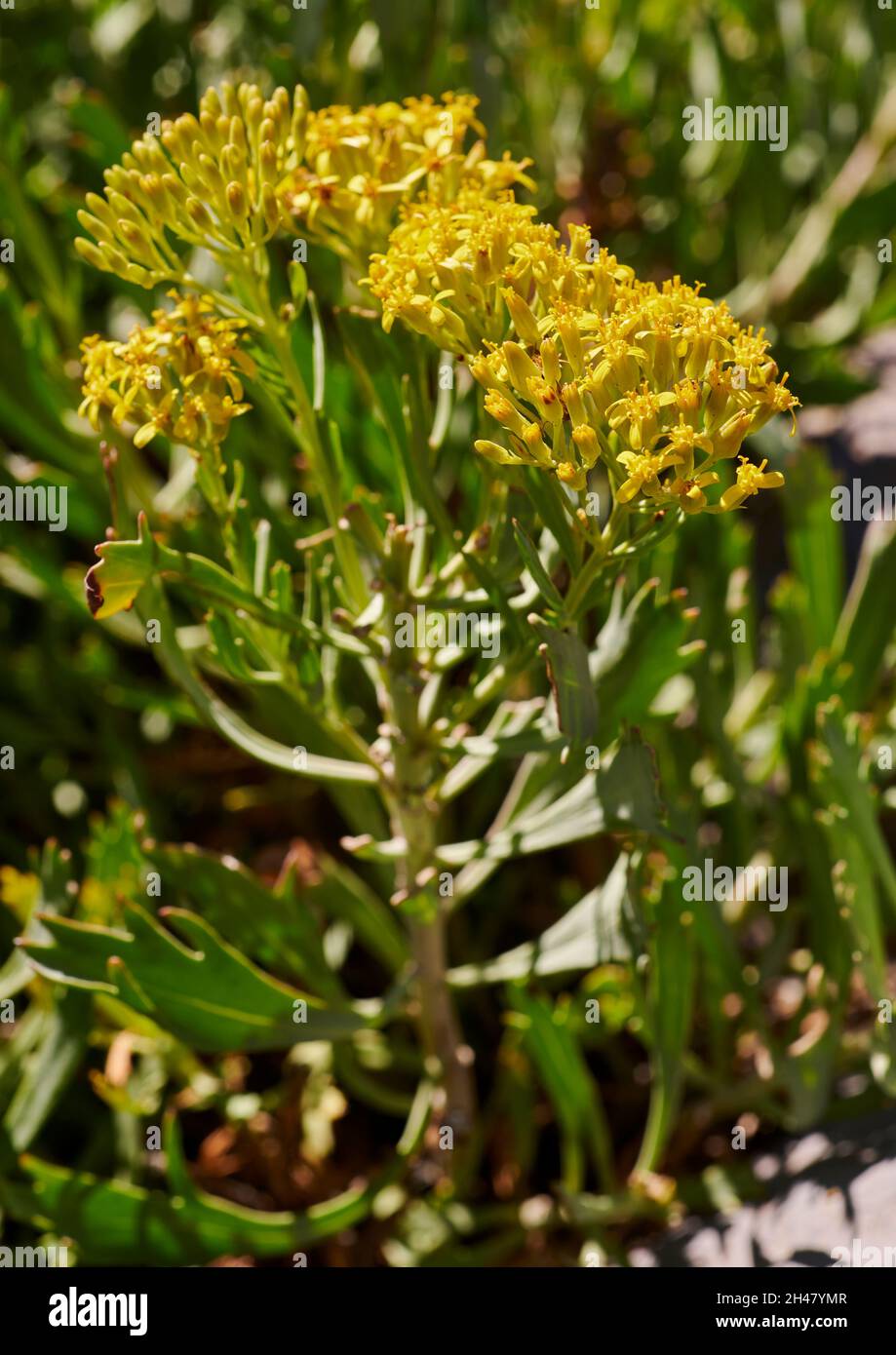 Bethenstia palmensis - endémisme subalpin de la Palma Banque D'Images