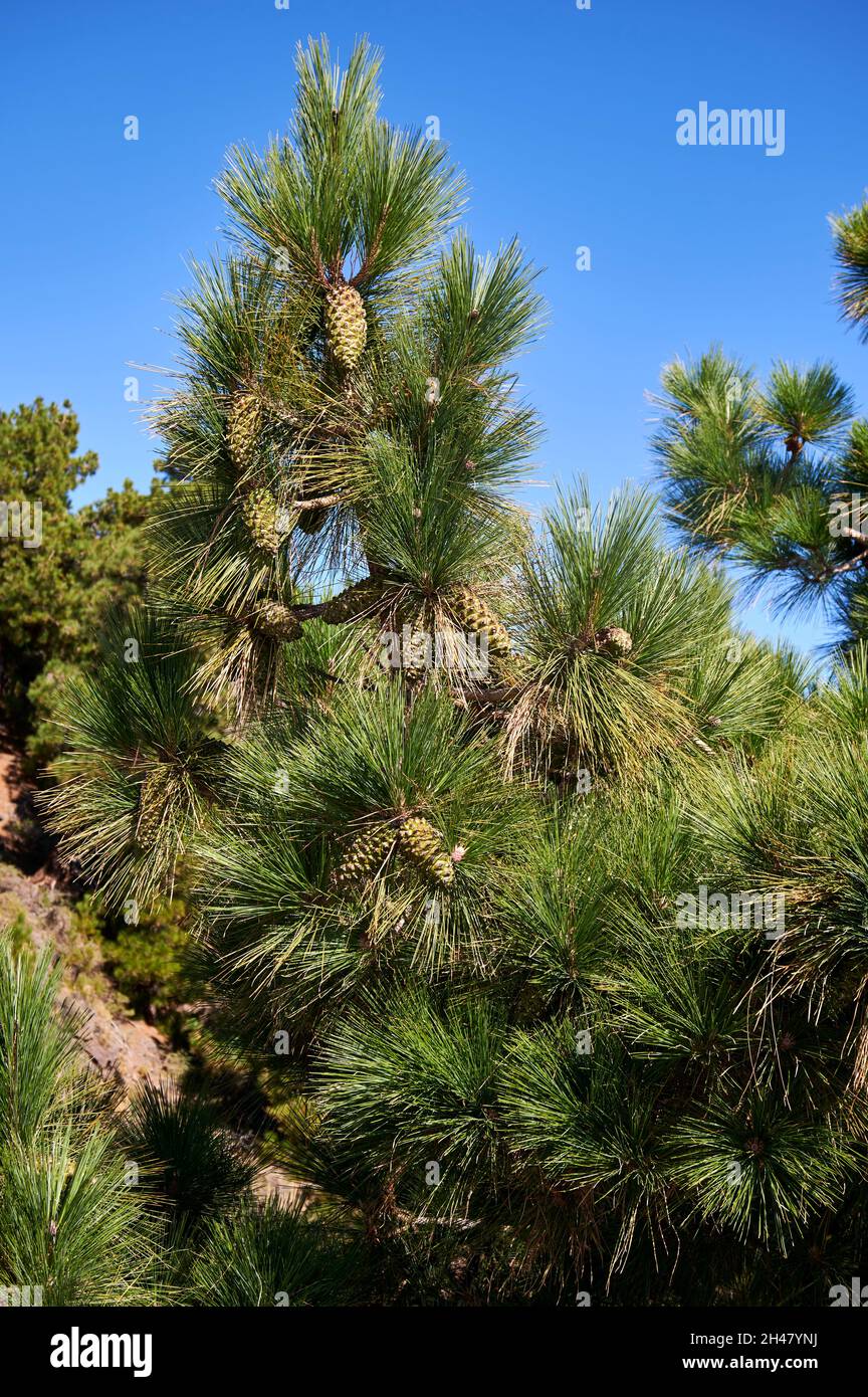 Pinus canariensis - pin endémique des îles Canaries Banque D'Images