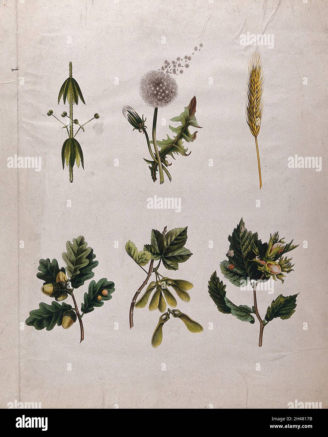 Six plants, dont le pissenlit, le chêne, le sycomore et le noisette, illustrent toutes différentes méthodes de dispersion des graines.Chromolithographe, c.1850. Banque D'Images