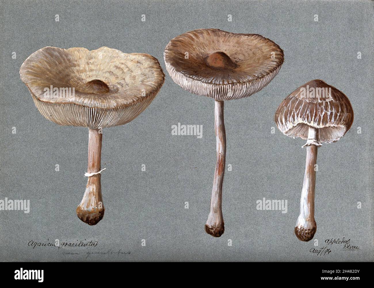 Agaricus graciliatus Banque de photographies et d’images à haute ...