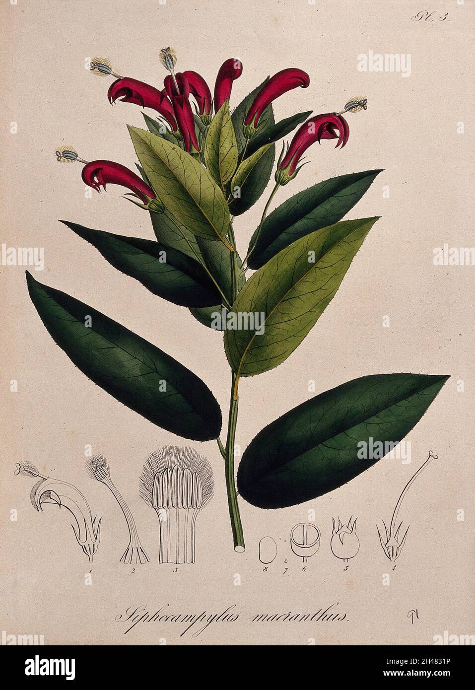 Une plante tropicale (Centropogon surinamensis): Tige de floraison et segments floraux.Lithographie colorée. Banque D'Images