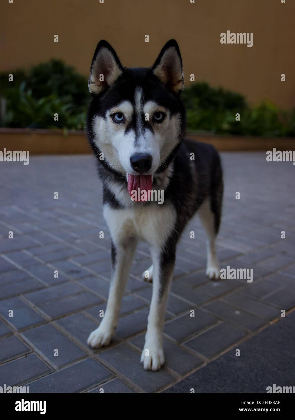 Portrait d'un husky sibérien regardant la caméra. Banque D'Images