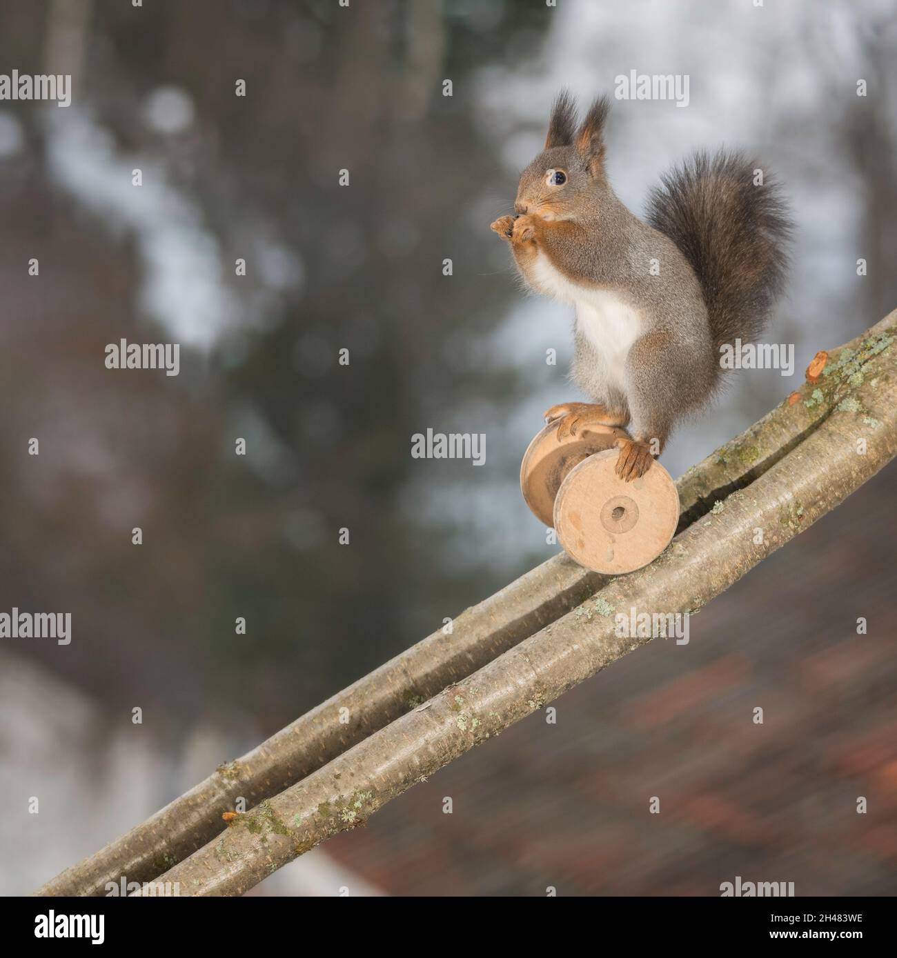 Écureuil rouge avec de la broche sur une branche Photo Stock - Alamy