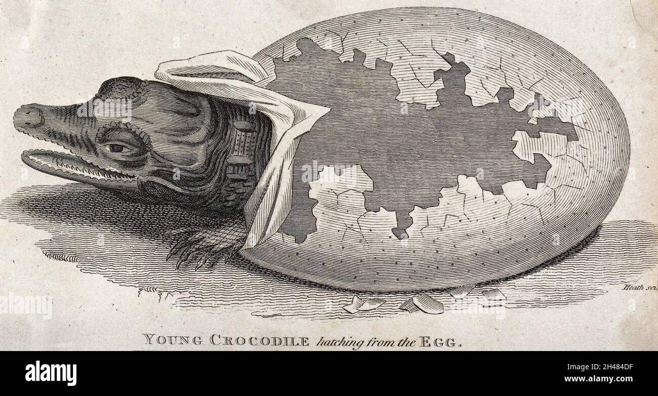 Un jeune crocodile couver de l'oeuf.Gravure par Heath. Banque D'Images