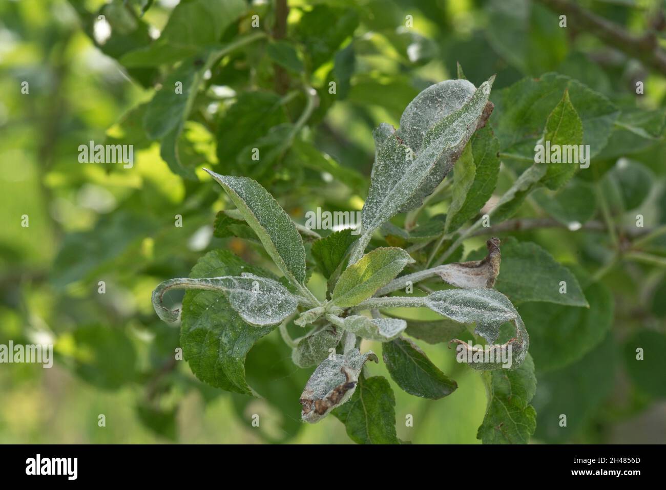 Premier mildiou poudreux ( Podosphaera leucotricha) mycélium blanc et spores sur la croissance de nouveaux pommiers, Berkshire, juin Banque D'Images