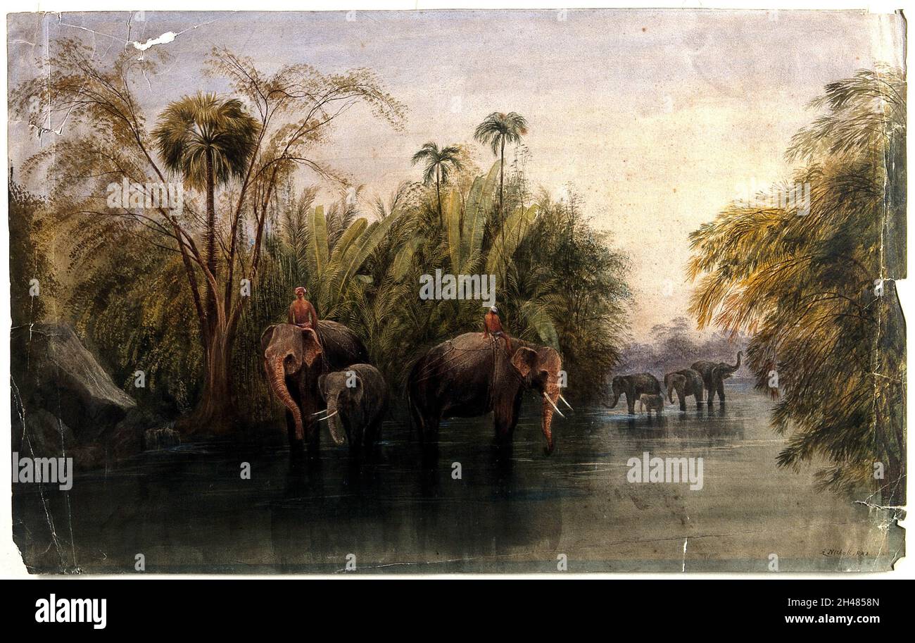 Des éléphants buvant dans une rivière au Sri Lanka, avec des hommes dans des turbans assis sur leur dos.Aquarelle par A. Nichols, 18--. Banque D'Images