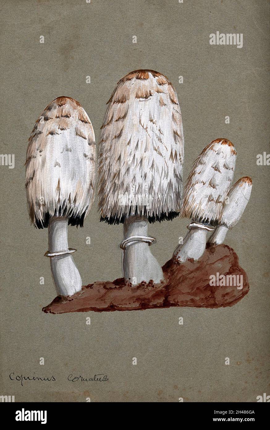 Capsule d'encre de Shaggy ou champignon perruque d'avocat (Coprinus comatus) : fructifier les corps sur le sol.Aquarelle. Banque D'Images