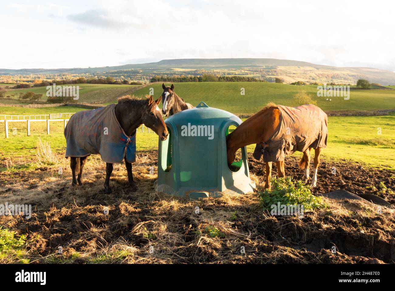 Trois chevaux portant des couvertures de cheval mangeant à partir d'un alimenteur de cloche de foin JFC - Royaume-Uni Banque D'Images