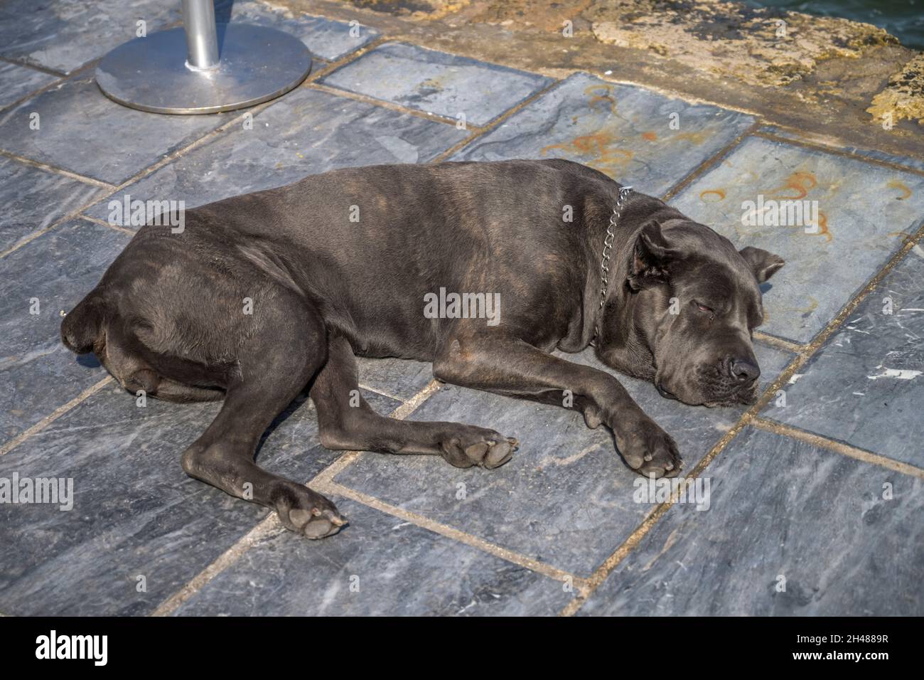 Hund Mittagsschlaf, la Canée, Kreta, Griechenland Banque D'Images