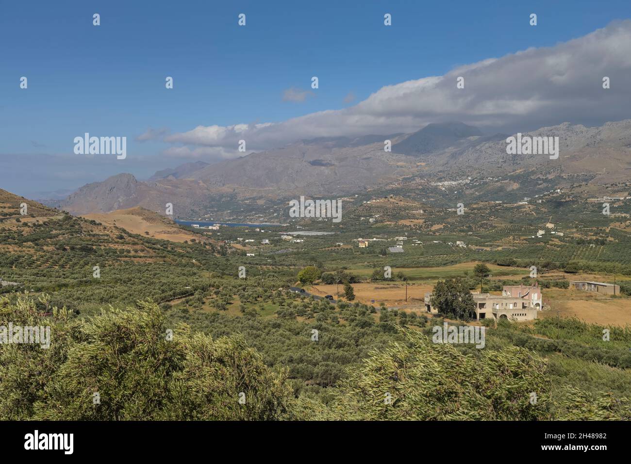 Olivenhaine, Tal südwestlich von Plakias, Kreta, Griechenland Banque D'Images