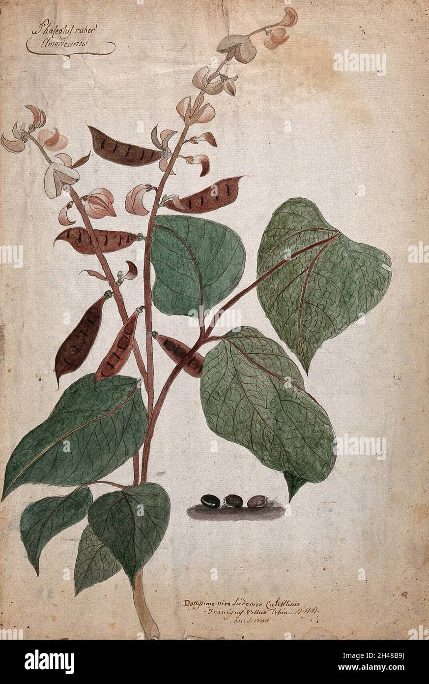 Haricot (espèce Phaseolus) : tige de floraison et de fructification avec  trois haricots.Stylo et encre de couleur dessinant par F. V. Ghini, 17  Photo Stock - Alamy